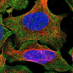 ENKD1 Antibody, Novus Biologicals 0.1 mL | Buy Online | Novus Biologicals | Fisher Scientific